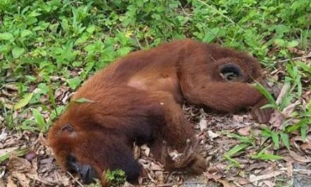 Diário do Alto Vale | Confirmados dois casos de febre amarela em macacos em Dona Emma