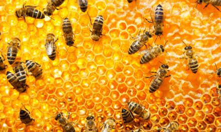 Os agrotóxicos estão matando as abelhas