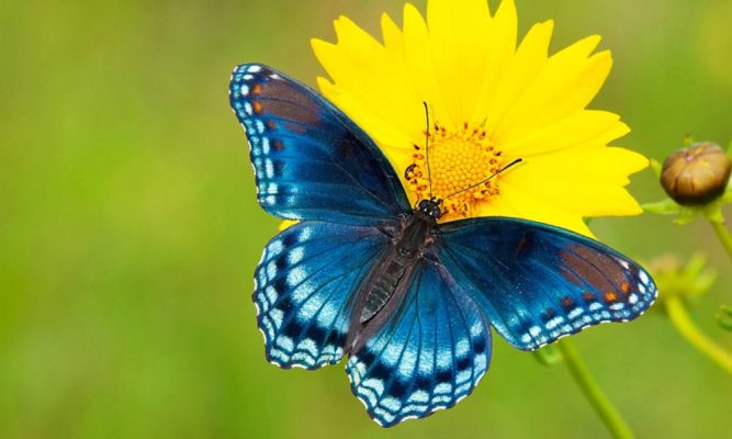 A importância das borboletas | Jornal Alto Vale Online