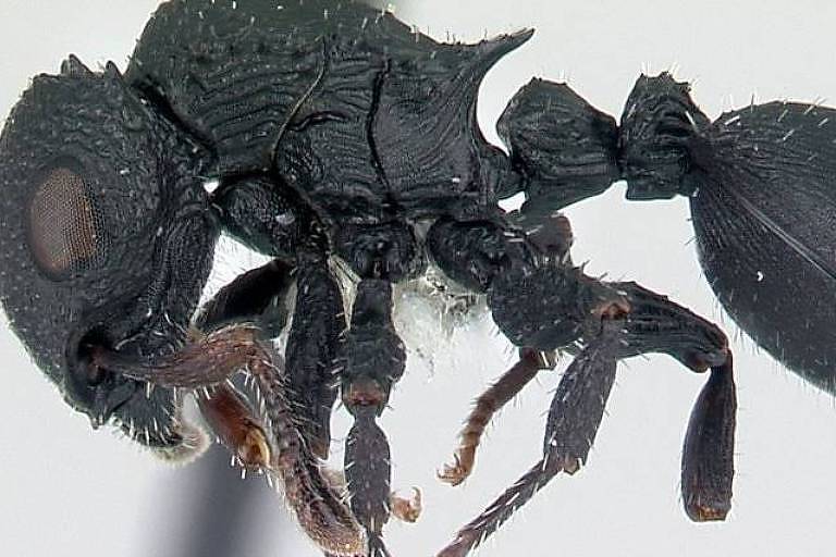 O que as colônias de formiga nos ensinam sobre a consciência humana? – 12/01/2022 – Henrique Gomes