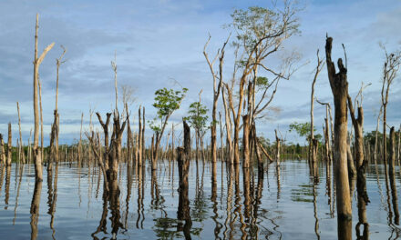 Cheias e queimadas em região preservada indicam ameaça de mudança climática à Amazônia – 15/01/2022 – Ilustríssima