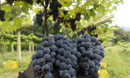 Diário do Alto Vale | Alunos do IFC fazem pesquisa com uva