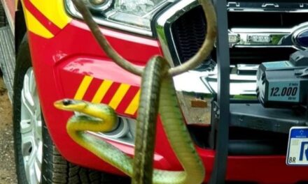 Diário do Alto Vale | Bombeiros relatam ocorrências com cobras