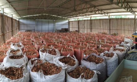 Diário do Alto Vale | Agricultores se preparam para comercializar cebola