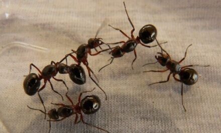 Estudo treina formigas para ‘farejar’ células cancerígenas – Notícias