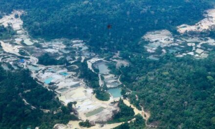 Reflorestamento na Amazônia é crucial para enfrentar crise climática e econômica – 19/10/2022 – Ilustríssima