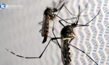 Doenças transmitidas pelo mosquito da dengue (Aedes Aegypti) não param de crescer no Brasil; veja sintomas