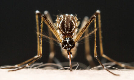 Algumas pessoas podem ser verdadeiros ‘ímãs de mosquito’; entenda por quê – Notícias